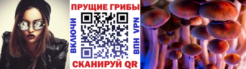 Купить  Дагестанские Огни  Псилоцибиновые грибы мицелий 